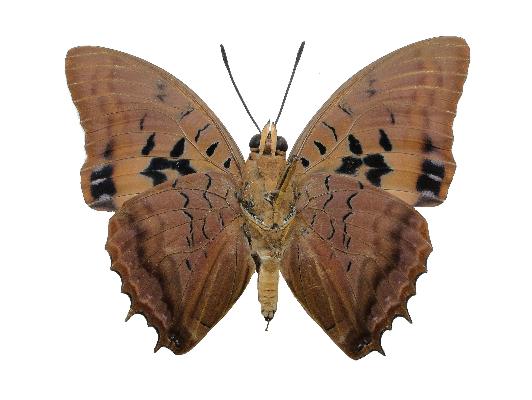 Charaxes lucretius lucretius male UNS